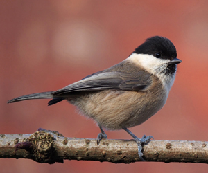 Хөхбух (Хүрэнтолгойт хөхбух)