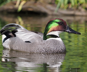 Нугас (Гэзэгт нугас)