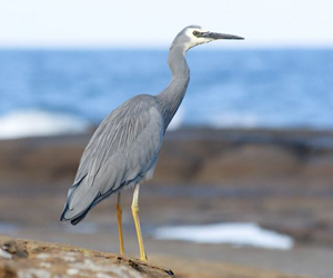 Дэглий (Хөх дэглий) 