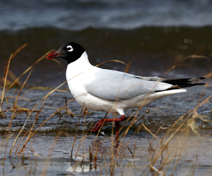 Цахлай (Реликт цахлай)