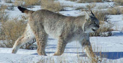 Шилүүс (Lynx lynx, Linnaeus 1758)