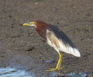 Дэвлээ (Цагаан дэвлээ)