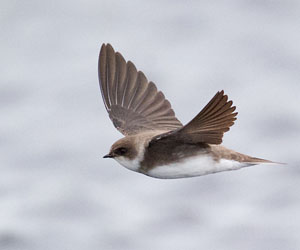 Хараацай (Элсэг эргийнхараацай)