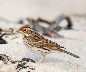 Хөмрөг (Борлог хөмрөг)