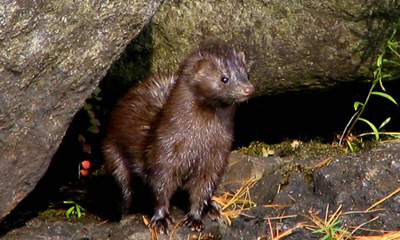 Булга (Martes foina, Erxleben 1777)