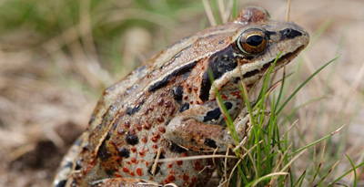 Дорнодын мэлхий (Rana chensinesis David, 1875)