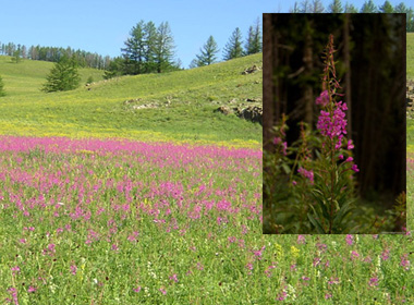 Нарийннавчит Хөвөн оройт