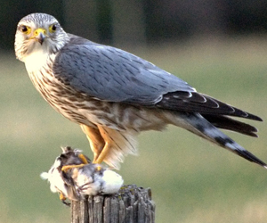 Шонхор (Хайргууна шонхор) 