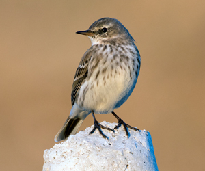 Шийхнүүхэй (Харзан шийхнүүхэй)