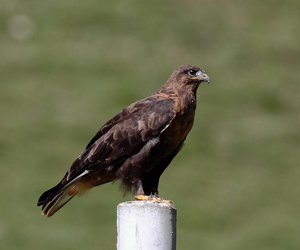 Сар (Шилийн сар)