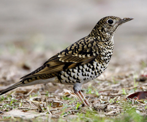 Хөөндэй (Алаг хөөндэй)