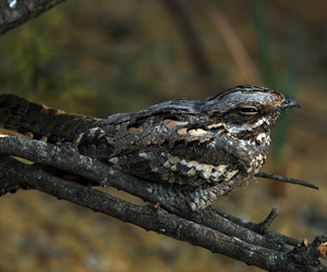 Эргүүбор (Өрнийн эргүүбор)