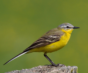 Цэгцгий (Шар цэгцгий)