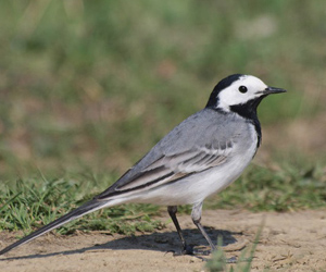 Цэгцгий (Хөх цэгцгий)