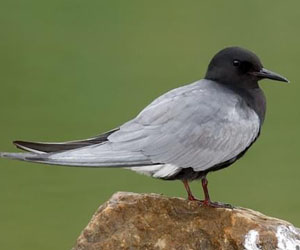 Хараалзай (Хилэн хараалзай)