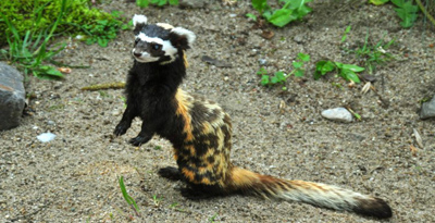 Эрээн хүрнэ (Vormela peregusna Guldenstadt, 1770)