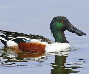 Нугас (Халбага нугас)