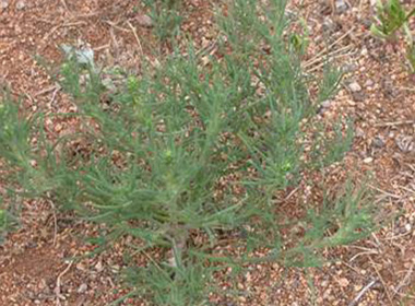 Хамхуул бударгана 