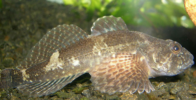 Зантаахай загас (Mesocottus haitej)