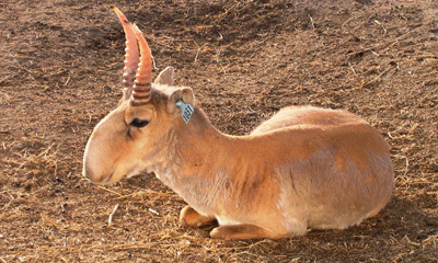 Монгол бөхөн (Saiga borealis Tscherski, 1876)