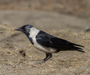 Хэрээ (Алагтуу хэрээ)