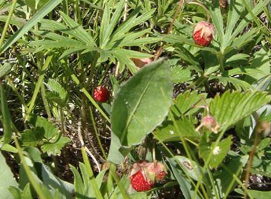 Гүзээлзгэнэ 