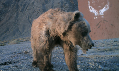 Мазаалай (Urus arctos gobiensis Socolovet Orlov, 1992)