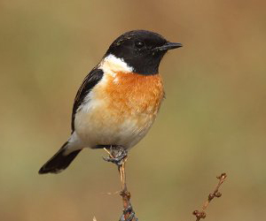 Шулганаа (Эгэл шулганаа)