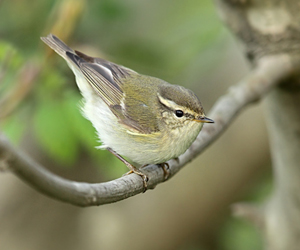 Дуучшувуу (Борлог дуучшувуу)