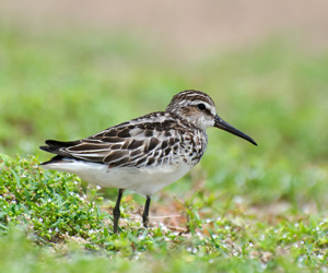 Элсэг (Сянби элсэг)