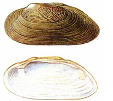 Монгол танан хясаа (Middendorffinaia mongolica Middendorff, 1851)