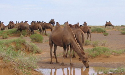 Таван хошуу мал - Тэмээ