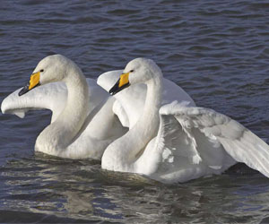 Хун (Гангар хун)