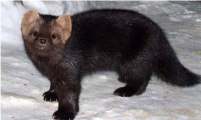 Ойн булга (Martes zibellina,  Linnaaeus 1758) 