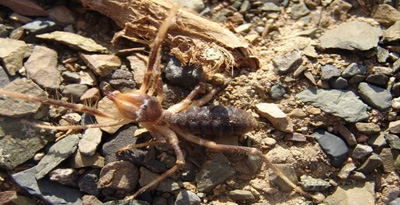 Загийн шар аалз