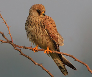 Шонхор (Зээрд шонхор)