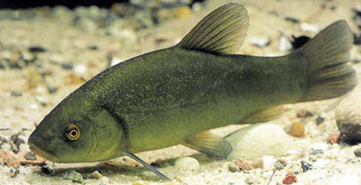 Үхэрдэй (Tinca tinca) 