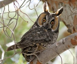 Гуйванга (Соотон гуйванга)