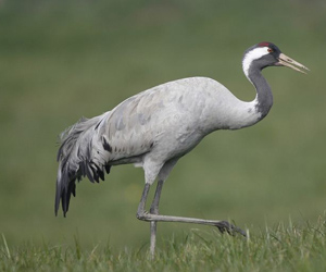 Тогоруу (Хархираа тогоруу)