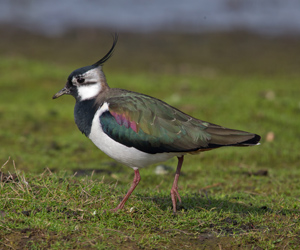 Хавтгаалж (Умардын хавтгаалж)