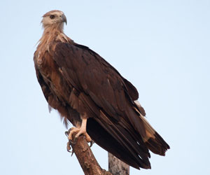 Бүргэд (Усны нөмрөгбүргэд)