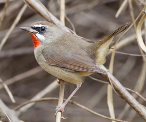 Гургалдай (Өнгөлүүрт гургалдай)