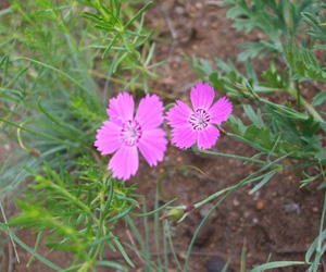 Башир цэцэг