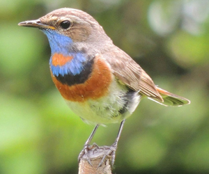 Гургалдай (Сондорт гургалдай)