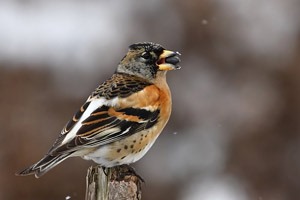 Бужирга (Алаг бужирга)