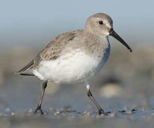 Элсэг (Хар элсэг)