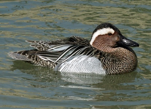 Нугас (Цагаанхөмсөгт нугас)
