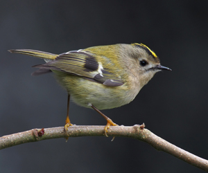 Шармэлзэн задуулай