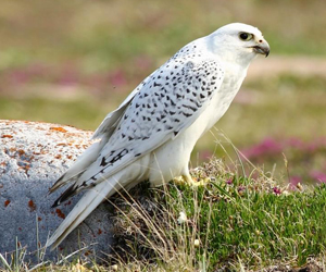 Шонхор (Цагаан шонхор, Жадан шонхор)