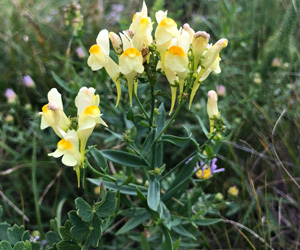 Буриад хонинзажлуур